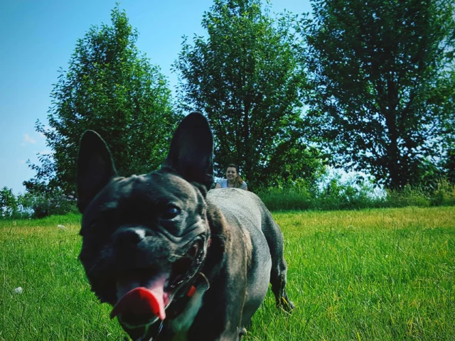 Köpekler Neden Çim Yer? 5 Şaşırtıcı Sebep!