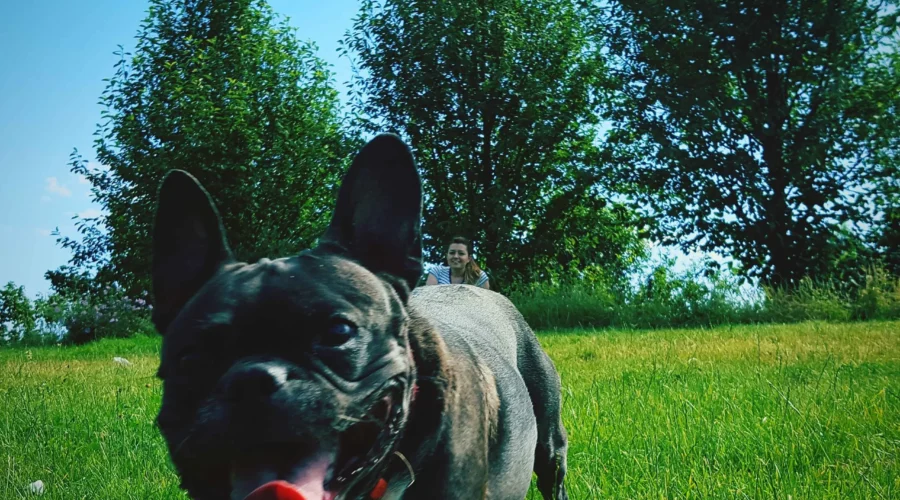 Köpekler Neden Çim Yer? 5 Şaşırtıcı Sebep!
